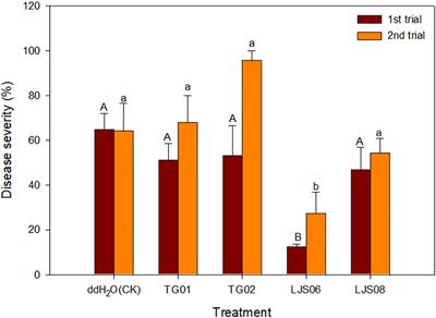 Identification and Characterization of a Multifunctional Biocontrol Agent, Streptomyces griseorubiginosus LJS06, Against Cucumber Anthracnose